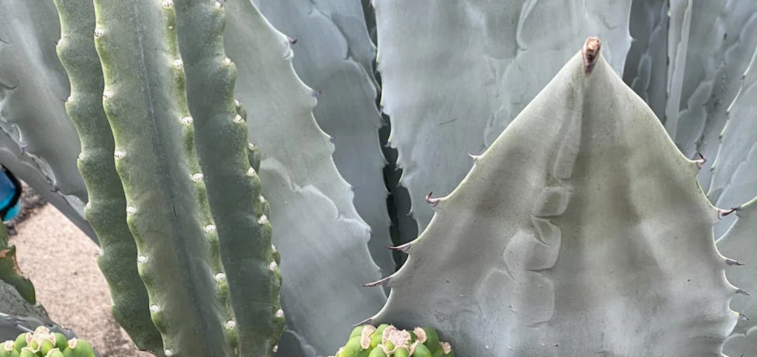 Close-up of blue-green, spiky succulents with serrated edges.