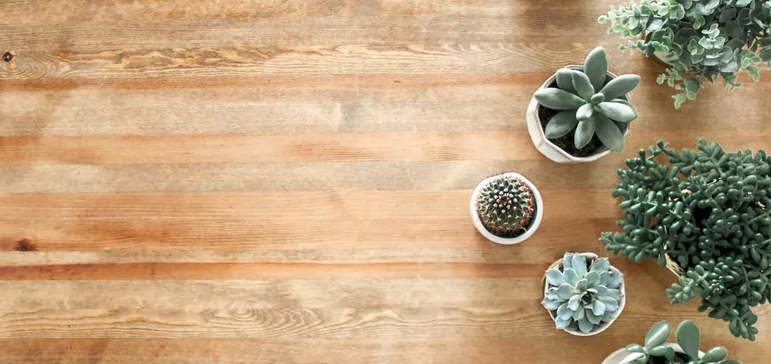 Top-right corner of a warm wooden table with several potted succulents arranged along the edge.
