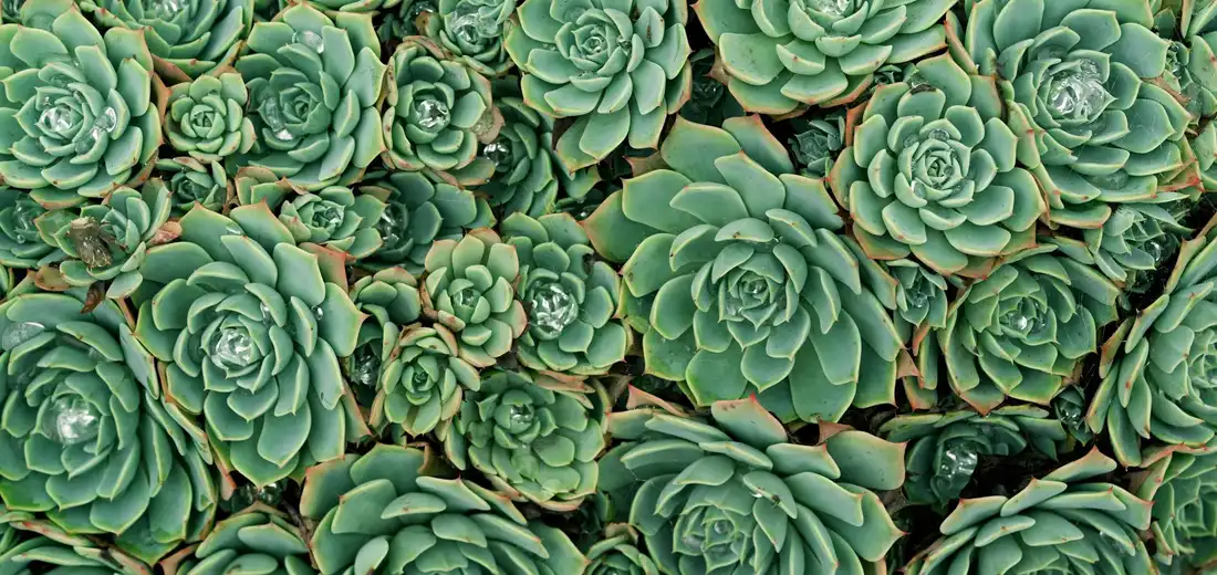 Dense cluster of green rosette succulents (Echeveria) with fleshy, overlapping leaves
