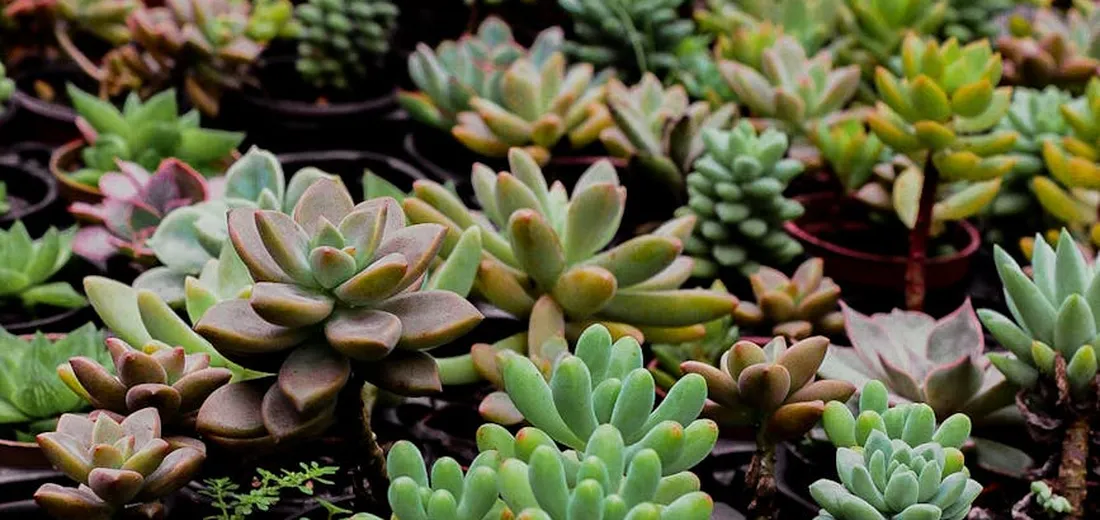 A diverse cluster of rosette succulents in shades of green, blue, and purple.