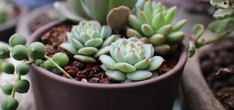 Close-up of a pot containing several rosette-shaped succulents (Echeveria) with pale green leaves and pink-tinged tips.