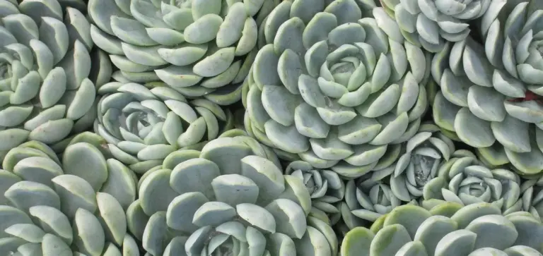 Dense cluster of bluish-green succulent rosettes with tightly overlapping leaves