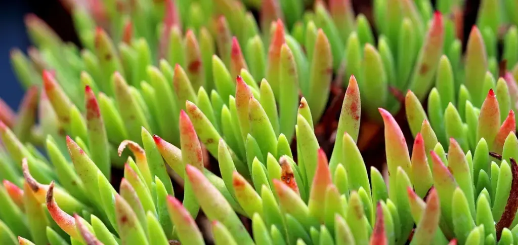 Seasonal Succulent Care: Your Year-Round Guide