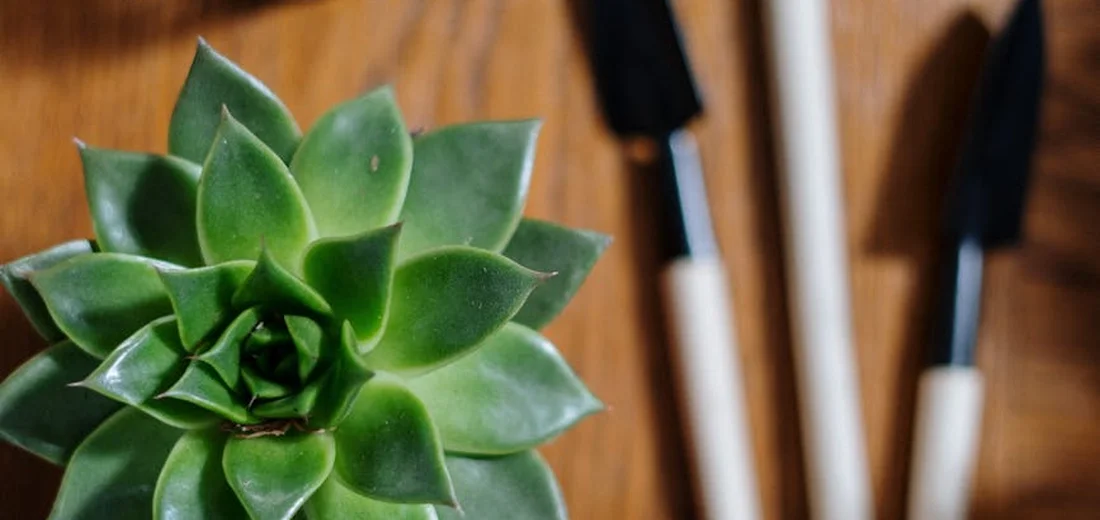 Close-up of a green succulent with gardening tools blurred in the background.