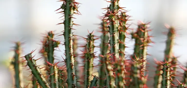 Close-up of tall, spiky cactus stems with red-tinged spines