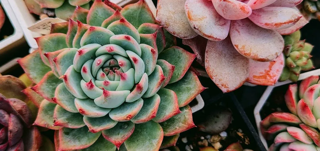 Close-up of rosette succulents with green leaves edged in red and pink, highlighting the need for well-draining soil and proper containers.