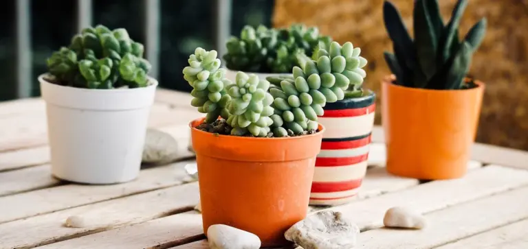 Group of small succulents in white and orange pots arranged on a wooden table with small stones nearby.
