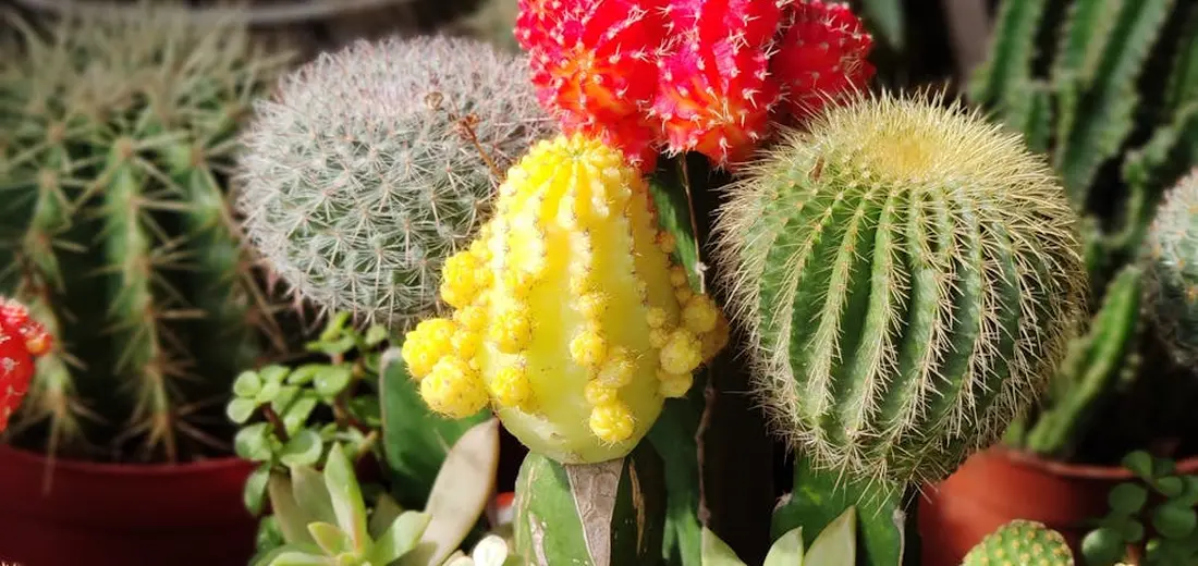Close-up of diverse cacti and succulents in pots, displaying a spectrum of colors from yellow and red to green