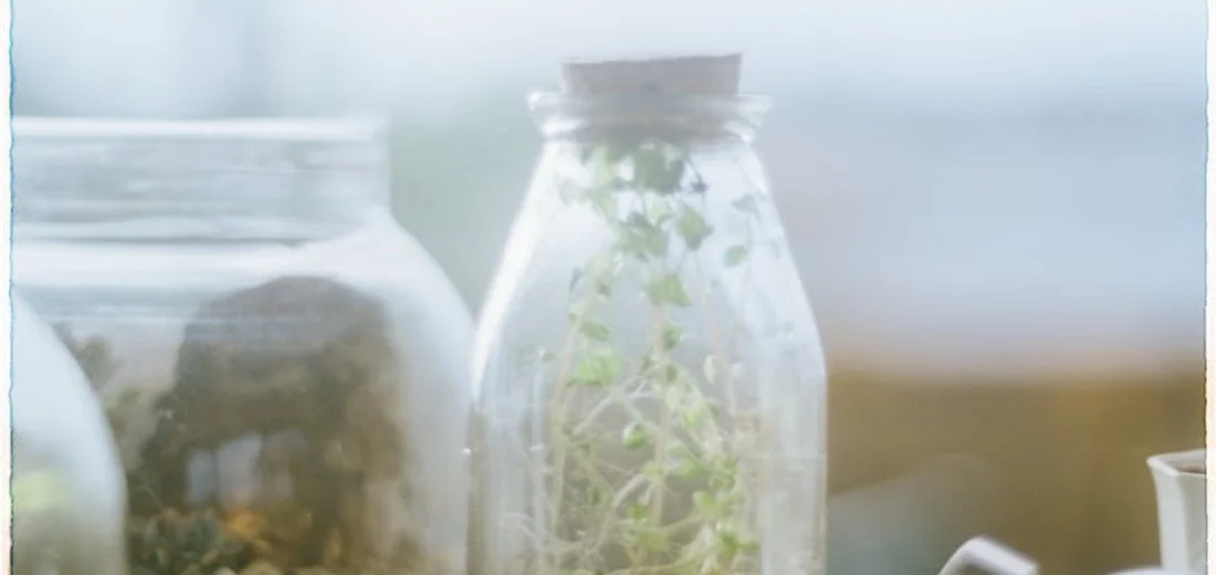 Close-up of glass jars containing small succulent plants on a bright surface