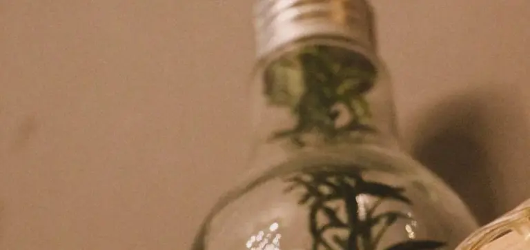 Close-up of a small plant inside a glass bottle terrarium with a warm-toned background.