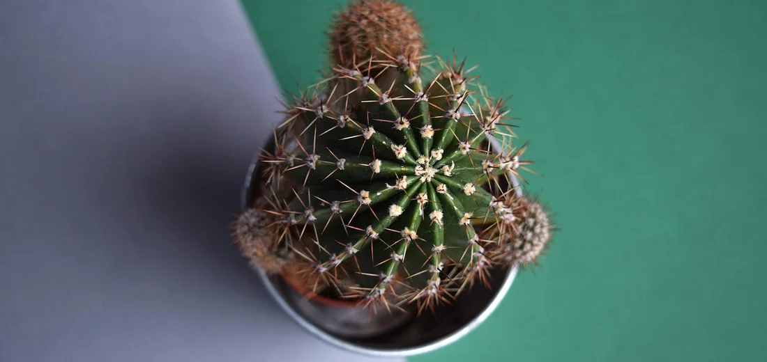 Top-down view of a small spherical cactus in a white pot on a two-tone green and gray background.