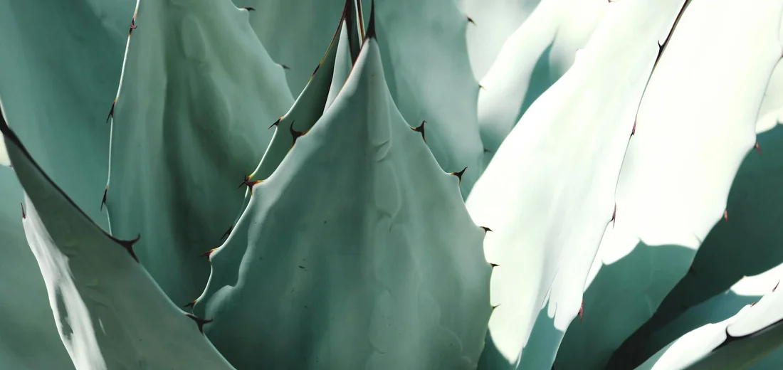 Close-up of blue-green succulent leaves with pointed tips
