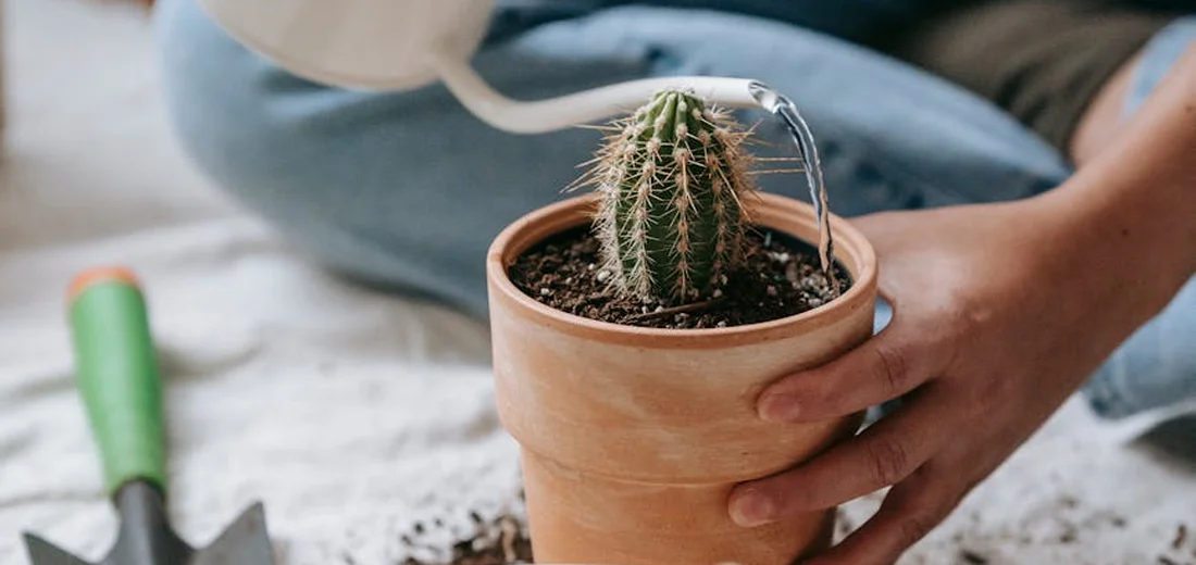Hands holding a terracotta pot with a small cactus, being watered, with a green-handled garden tool in the background