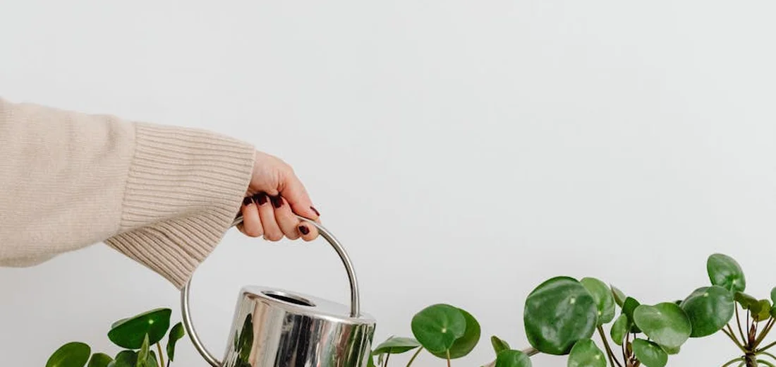 Person's hand holding a metal watering can above small succulent plants