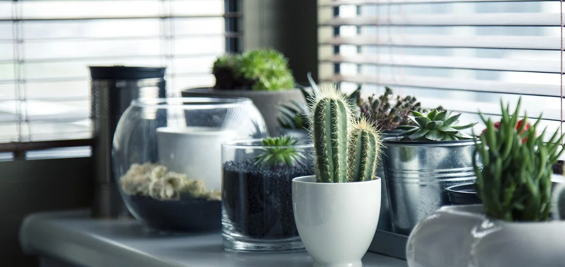 A row of potted succulents and cacti on a bright windowsill, including a tall cactus in a white ceramic pot at the center.