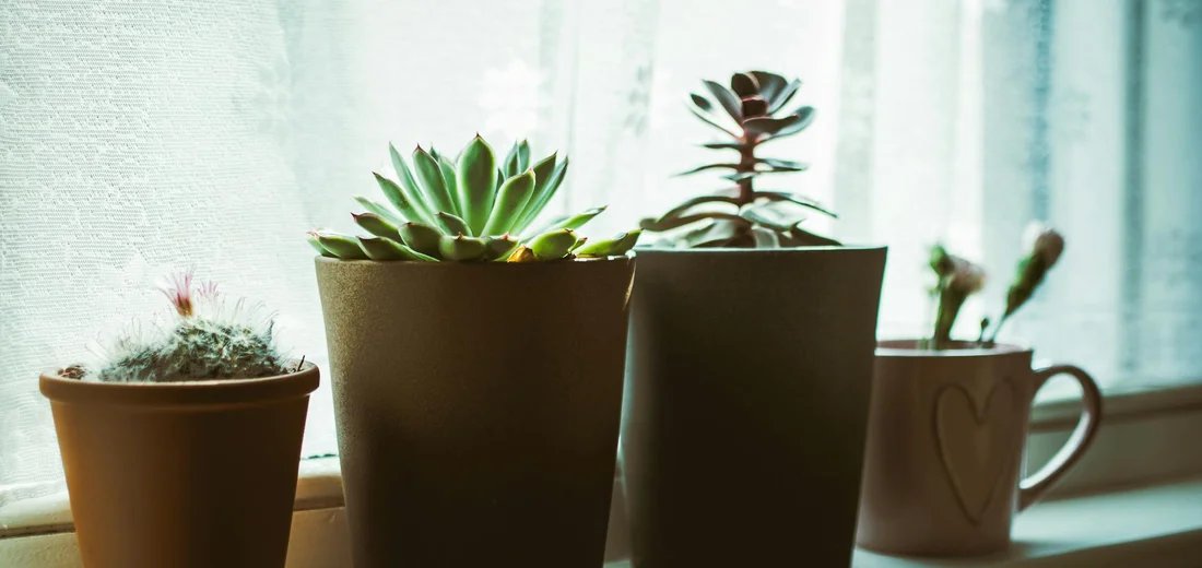Three potted cacti and succulents on a bright windowsill with a mug in the background