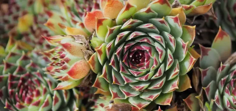 Close-up of green rosette succulents with red-edged leaves forming a dense, star-like pattern.