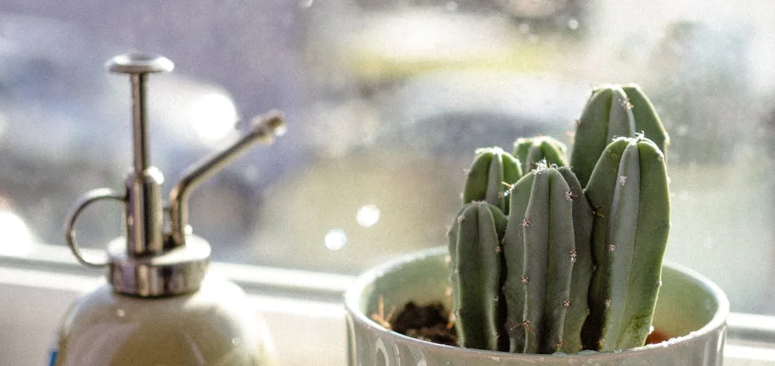 A small potted succulent with tall, blue-green, ribbed leaves arranged upward, placed on a windowsill with a spray bottle blurred in the background.