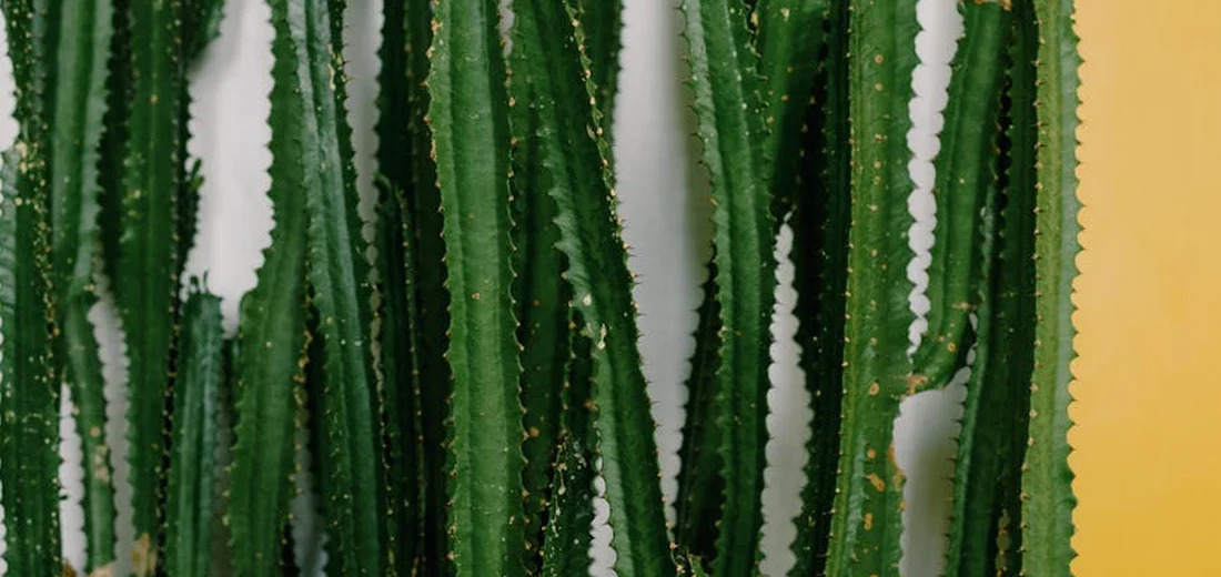 Close-up of tall, slender green succulent stems with ridged, serrated edges against a pale background.