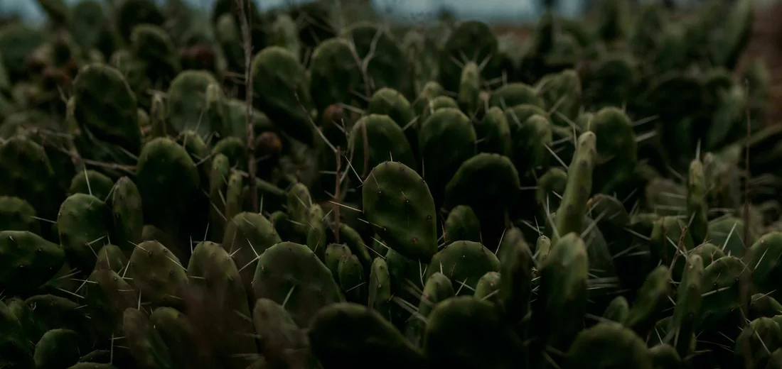 Close-up of a dense patch of dark green succulent leaves