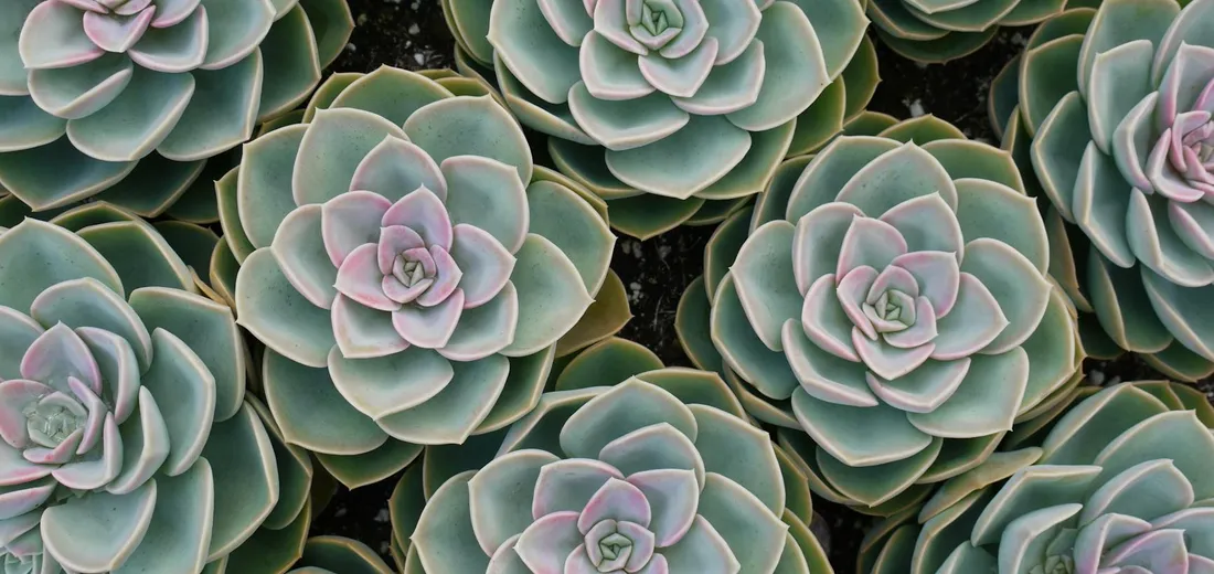 Close-up of blue-green echeveria succulents with layered rosettes and pink-tinged edges.