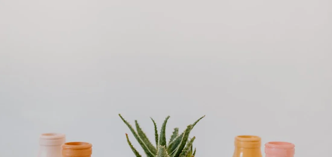 Small green succulent centered on a light surface with pastel-colored bottles on either side.