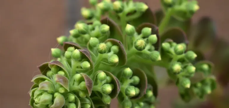 Close-up of a green succulent with clustered buds and curling leaves