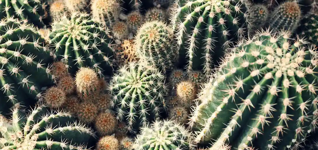 Close-up of a cluster of spiky cacti (succulents)