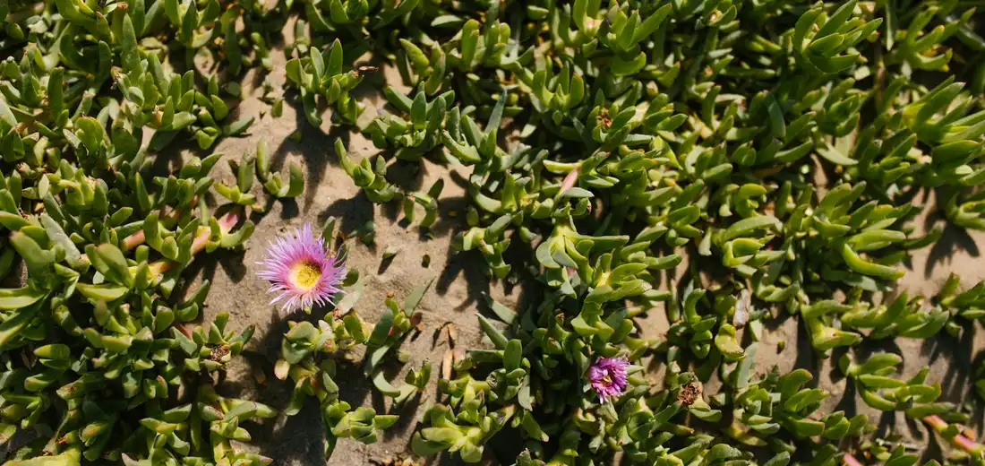 Low-growing ground-covering succulent with small pink flowers blooming among green leaves on sandy soil.