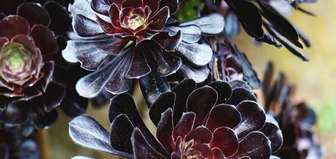 Close-up of dark purple succulent rosettes with fleshy leaves.