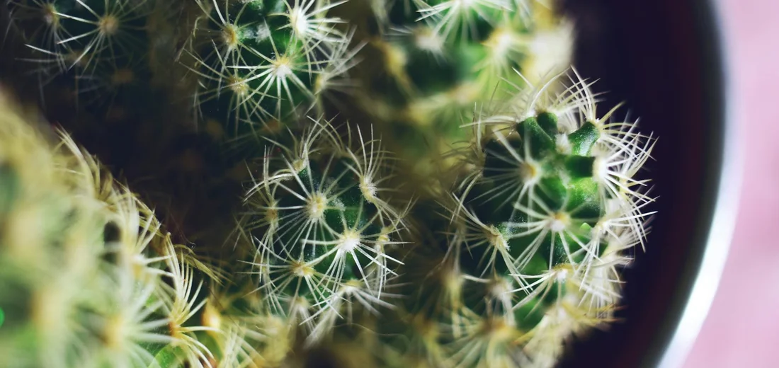 Close-up of small cacti with spines in a pot.
