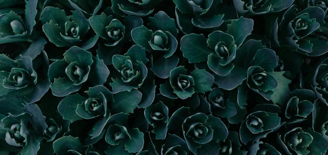 Close-up view of densely packed dark-green succulent rosettes