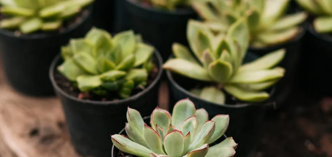 Close-up of several succulent rosettes in small black pots resting on a wooden surface.