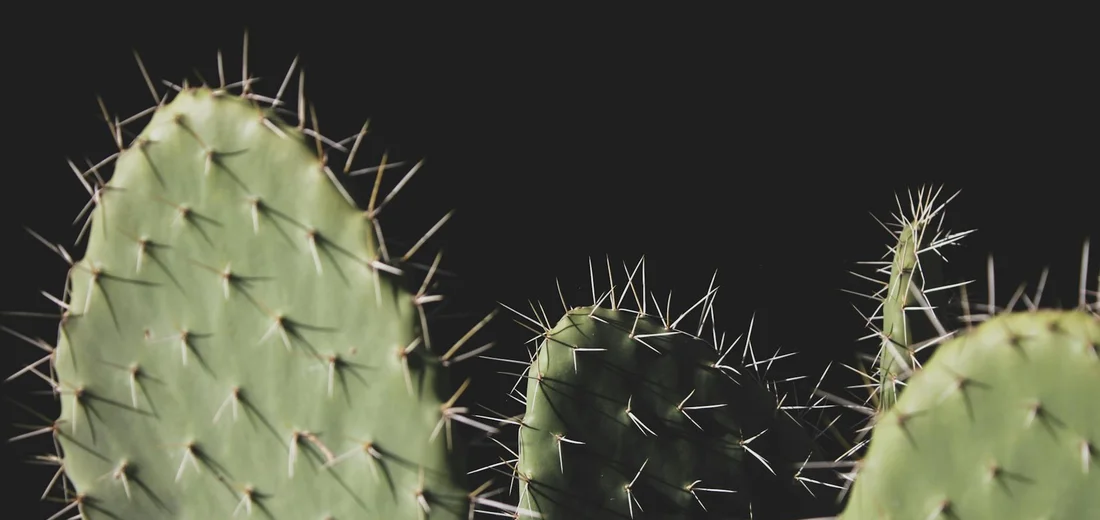 Close-up of green cactus pads with long spines against a dark background