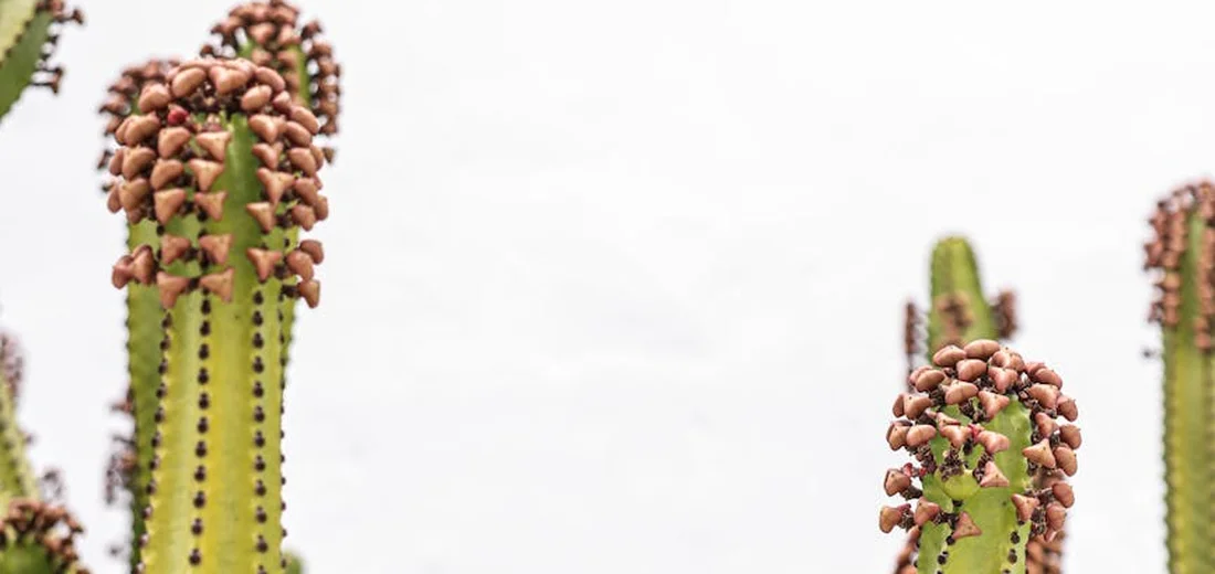 Close-up of tall, columnar green succulents with pinkish-brown buds along their ridges against a light background.