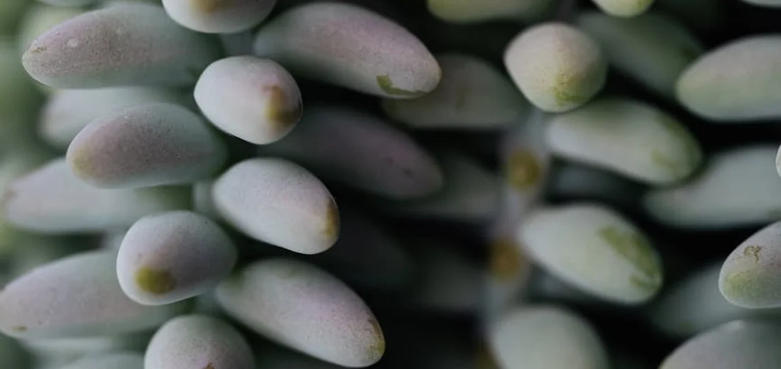 Close-up of a cluster of fleshy blue-green to lavender succulent leaves arranged densely.