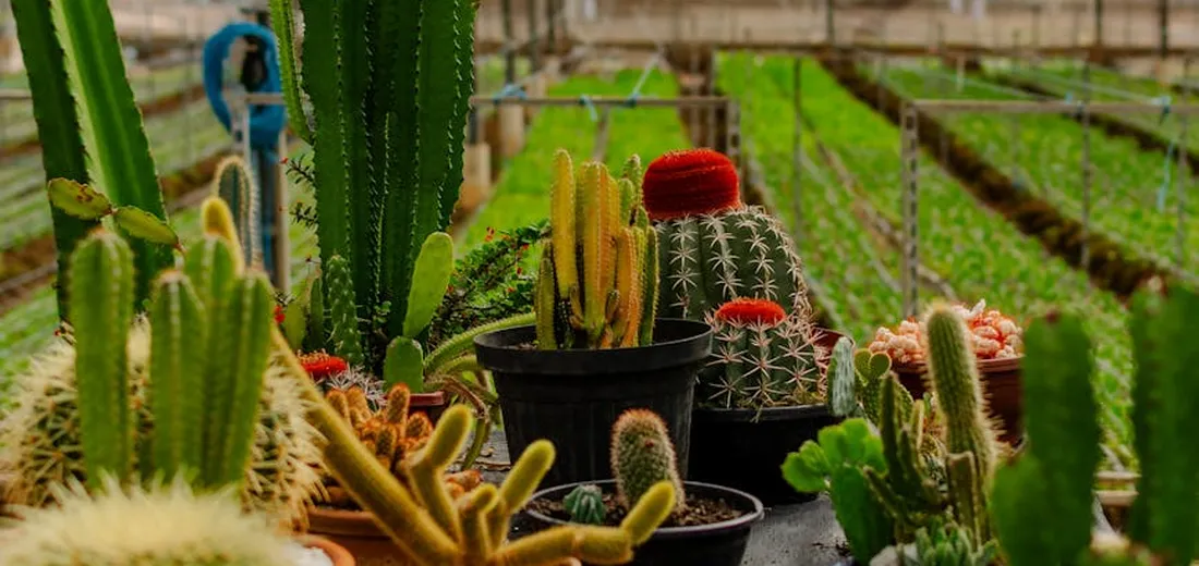 Assorted cacti and succulent plants in pots on a greenhouse bench.