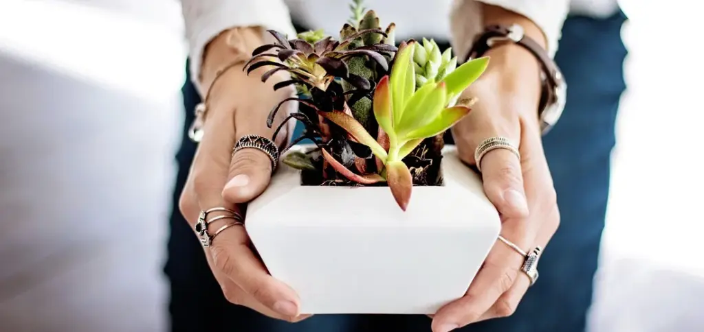 How to Make Succulents Grow Bigger and Plump