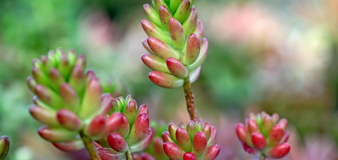 Close-up of vibrant succulent plants with pink-tipped leaves against a soft green background.