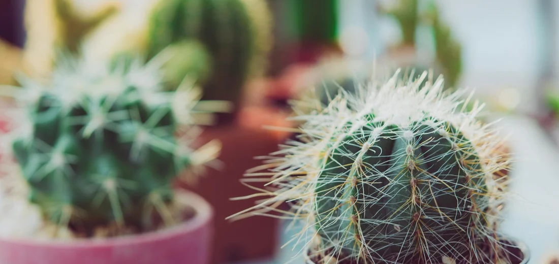 Close-up of a spiky cactus in a pot with blurred succulents in the background