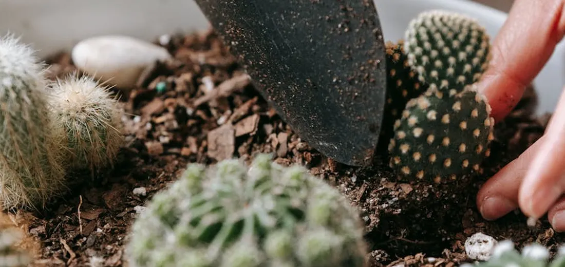 Close-up of assorted succulents and cacti in soil with a finger near the pot edge, illustrating varied plant textures and indoor/outdoor care scenarios.