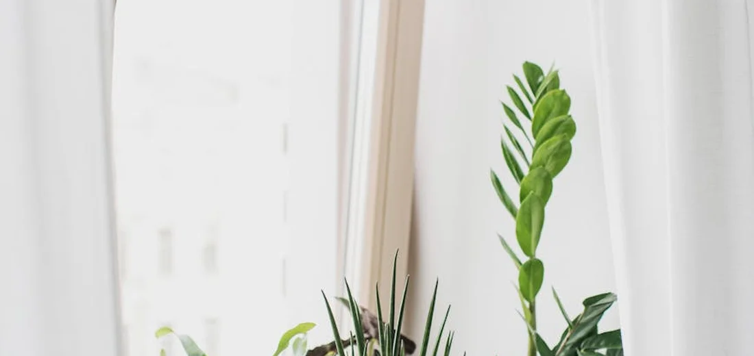 A cluster of succulents sit by a bright window, showcasing strong light and gentle airflow.