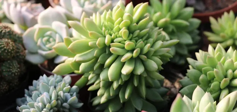 Close-up of green and blue-green rosette succulents bathed in bright sunlight