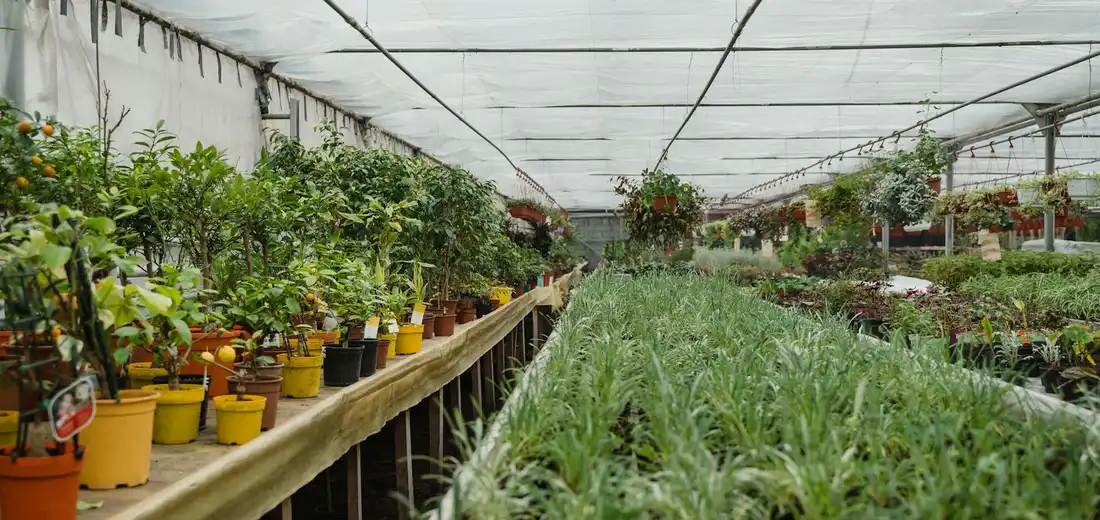 Inside a covered greenhouse, rows of potted succulents on benches line the left, with a dense bed of low-growing succulents along the central aisle.