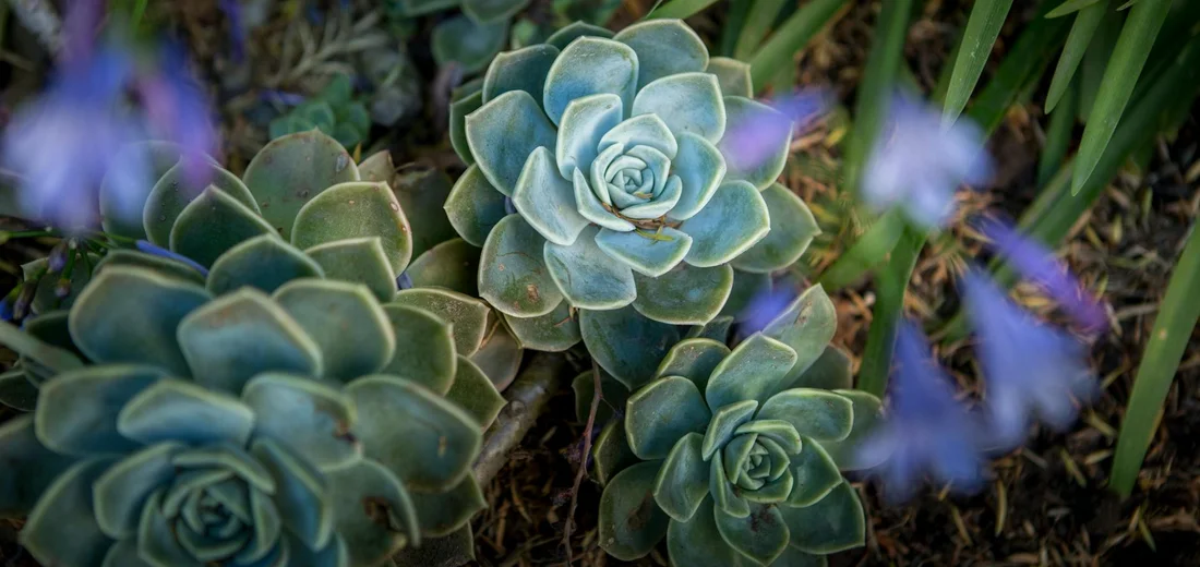 Close-up of blue-green rosette succulents with small purple flowers in a garden bed.