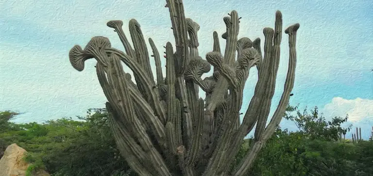 Cluster of tall, ribbed cacti with numerous arms reaching upward, set against a blue sky and desert shrubs.
