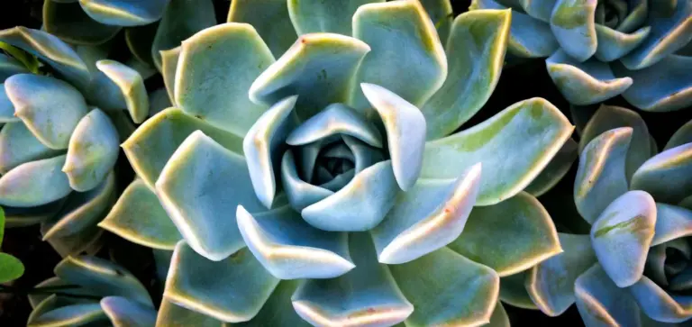 Close-up of a blue-green rosette succulent with pink-tinged edges