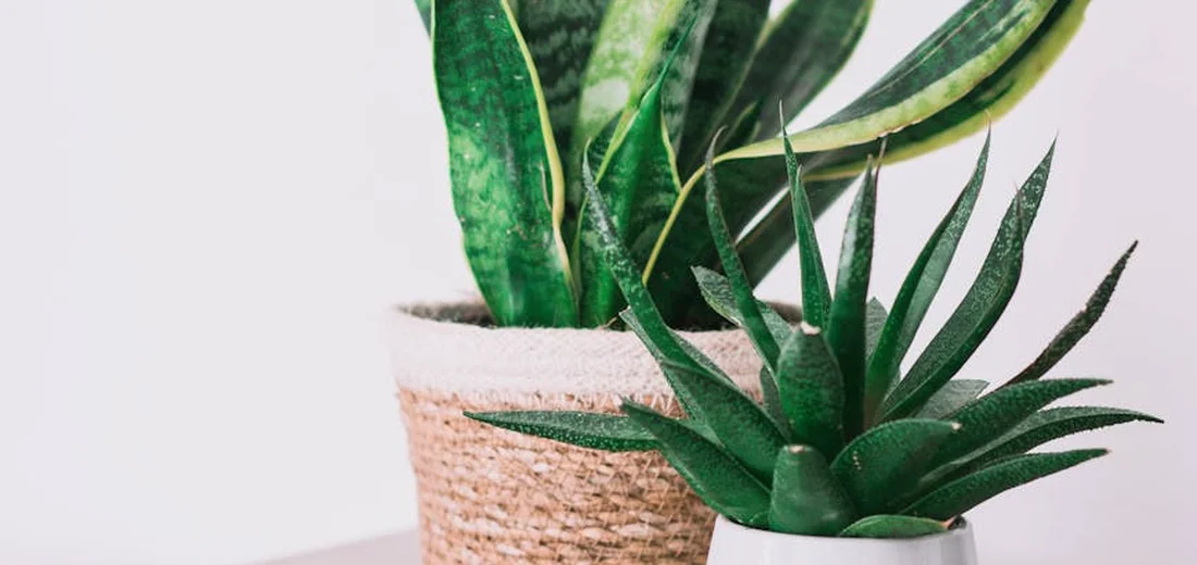 Two green succulents in ceramic pots, one with a woven basket-style wrap, set against a light background.