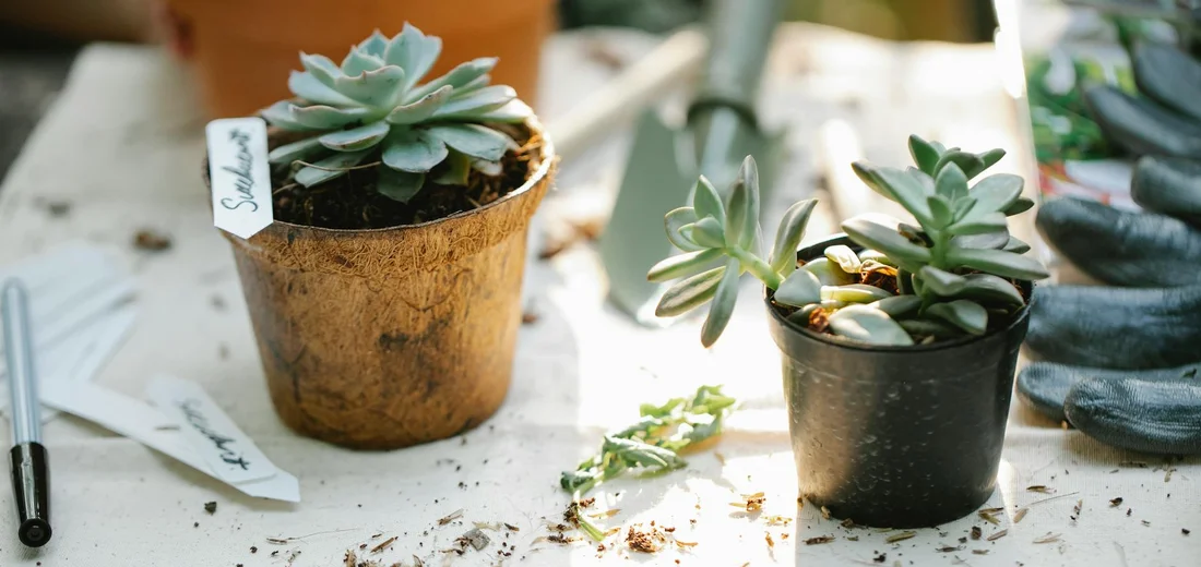 Close-up of two small succulents in pots on a white work surface with soil and plant labels.