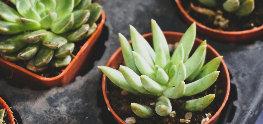 Close-up of small, rosette-shaped succulents in terracotta pots on a dark, textured surface.